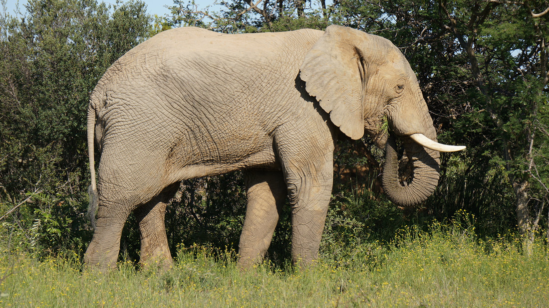 Elephants will pretend to eat if they feel there is a possibility of a threat 